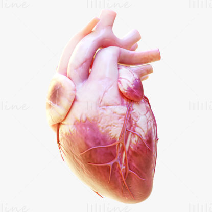 نموذج ثلاثي الأبعاد يضخ قلب الإنسان مع الرسوم المتحركة