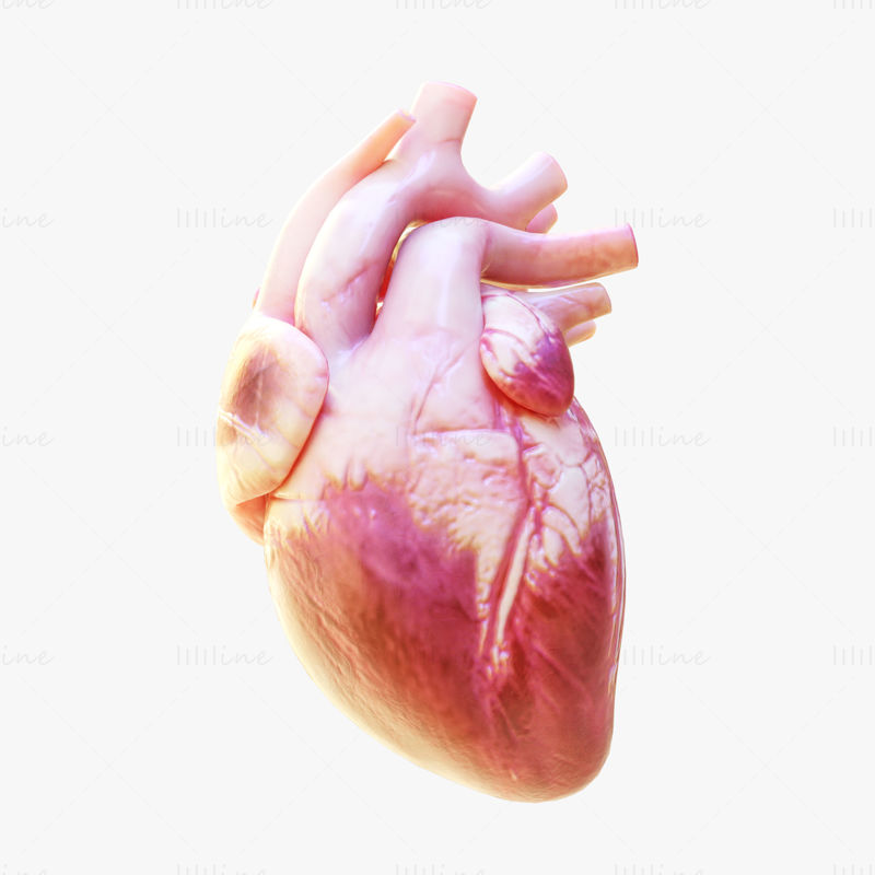Menschliches Herz pumpendes 3D-Modell mit Animation