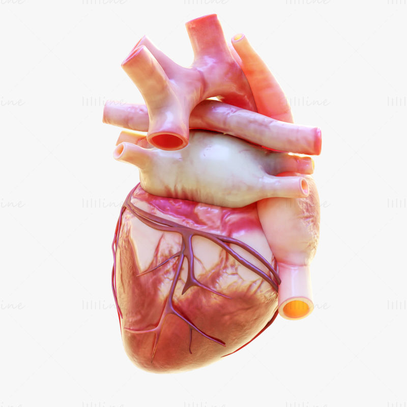 Modelo 3D de bombeo de corazón humano con animación