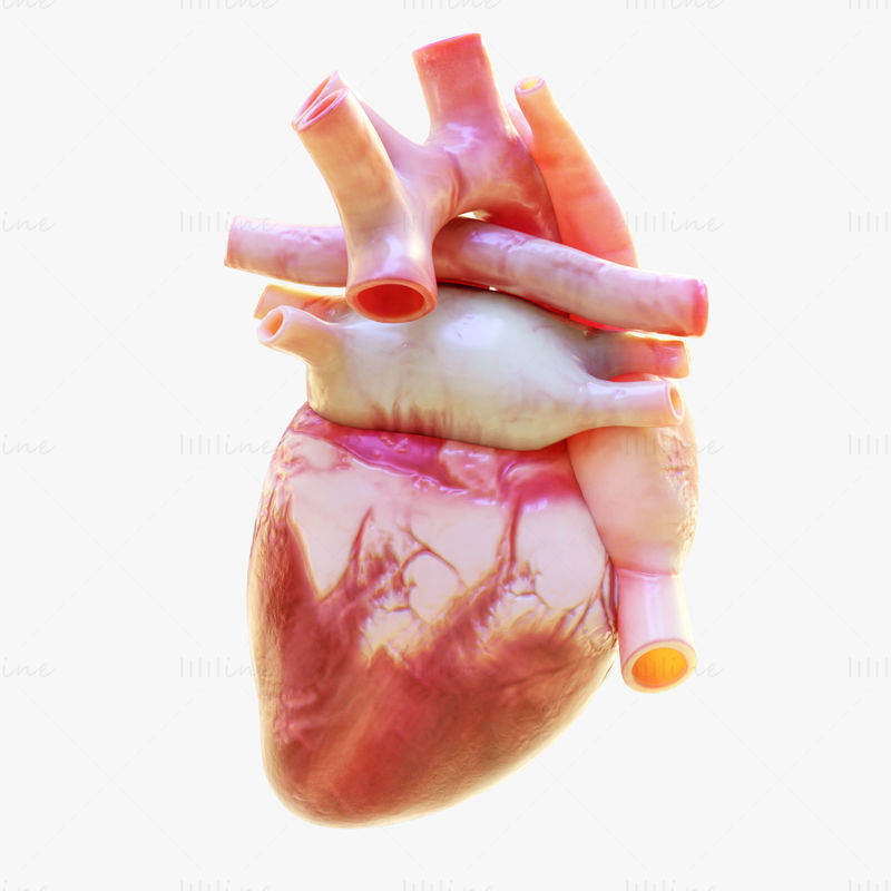 Modello 3D di pompaggio del cuore umano con animazione