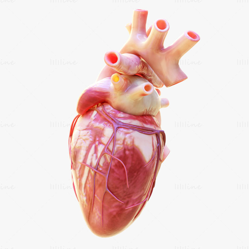 نموذج ثلاثي الأبعاد يضخ قلب الإنسان مع الرسوم المتحركة