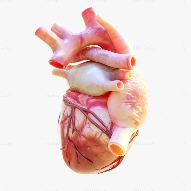 Modelo 3D de bombeamento de coração humano com animação