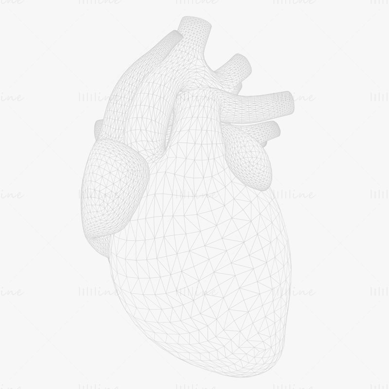 人体心脏跳动泵动3D模型（带动画）