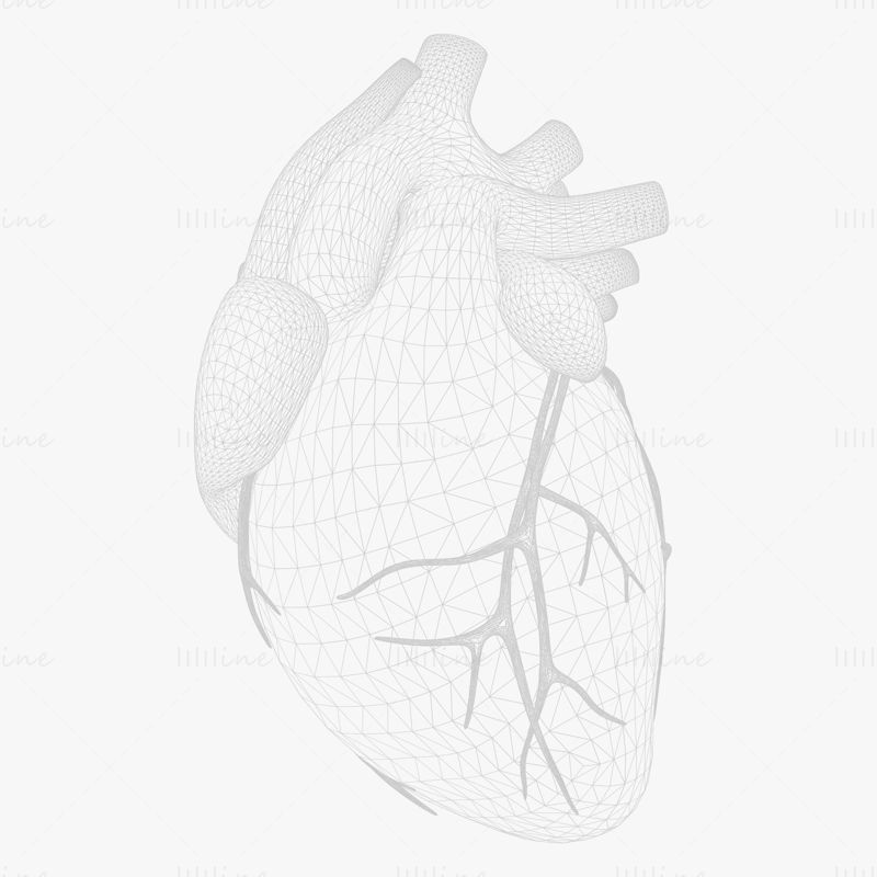 3Д модел који пумпа људско срце са анимацијом
