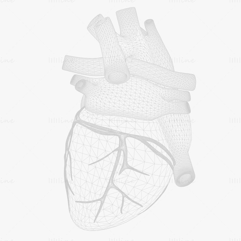 Menschliches Herz pumpendes 3D-Modell mit Animation