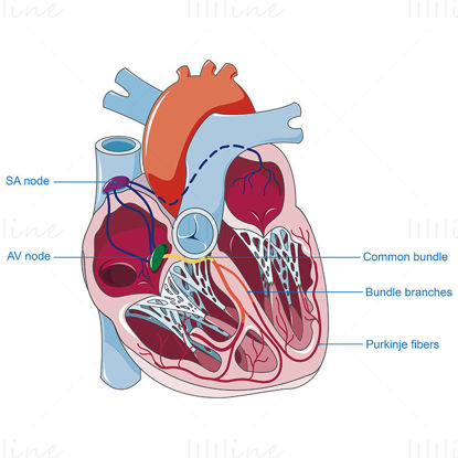 Vettore della struttura del cuore umano