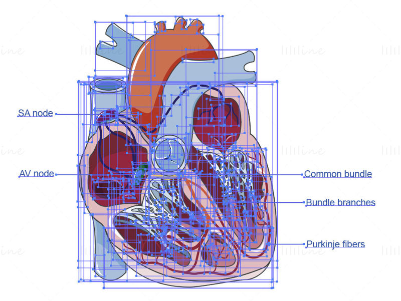 Vettore della struttura del cuore umano