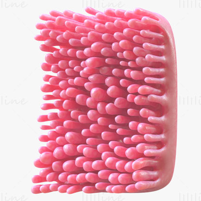 Modèle 3D de villosités intestinales humaines
