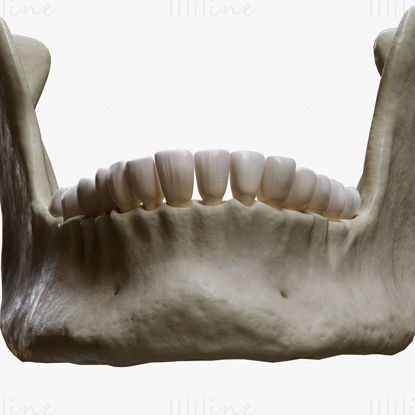3D model anatomie lidské čelisti