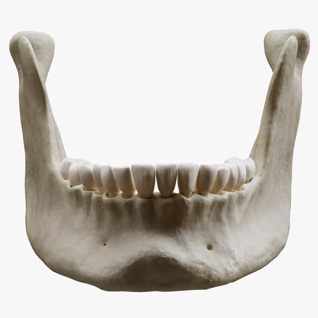 Human Jaw Anatomy 3D Model Biology Diagrams