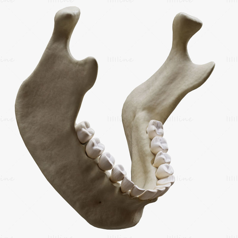 3D model anatomie lidské čelisti