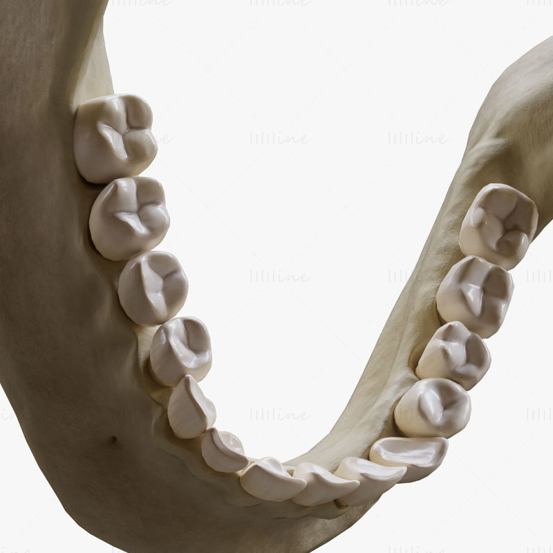 Anatomie van de menselijke kaak 3D-model