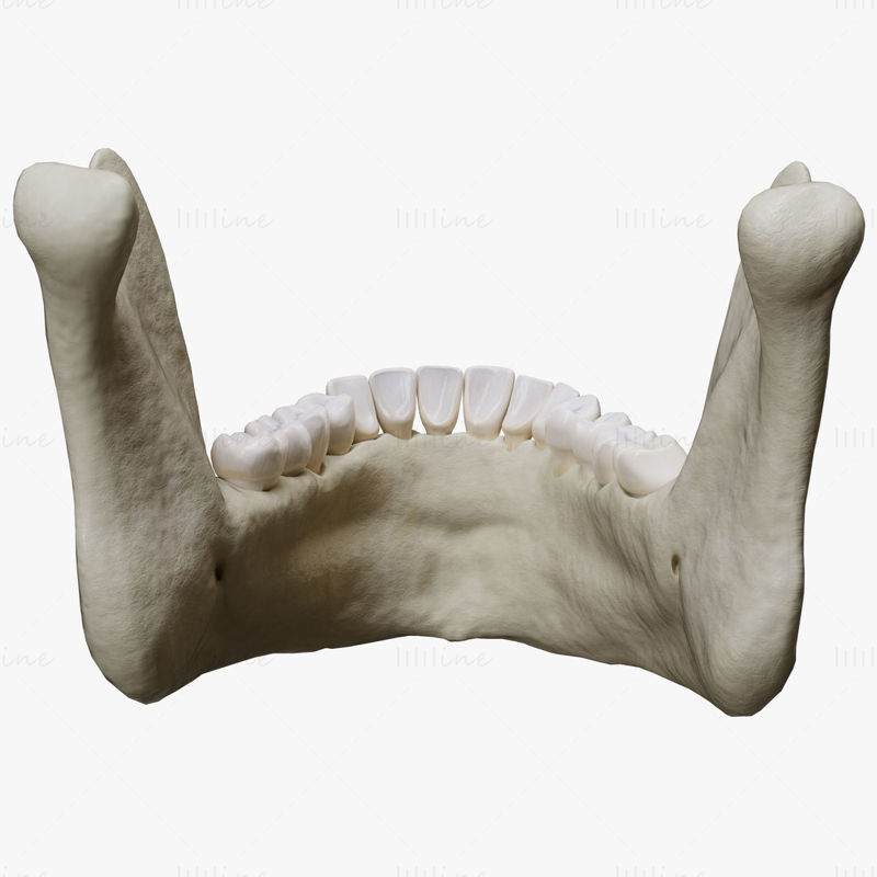 Anatomie de la mâchoire humaine modèle 3D