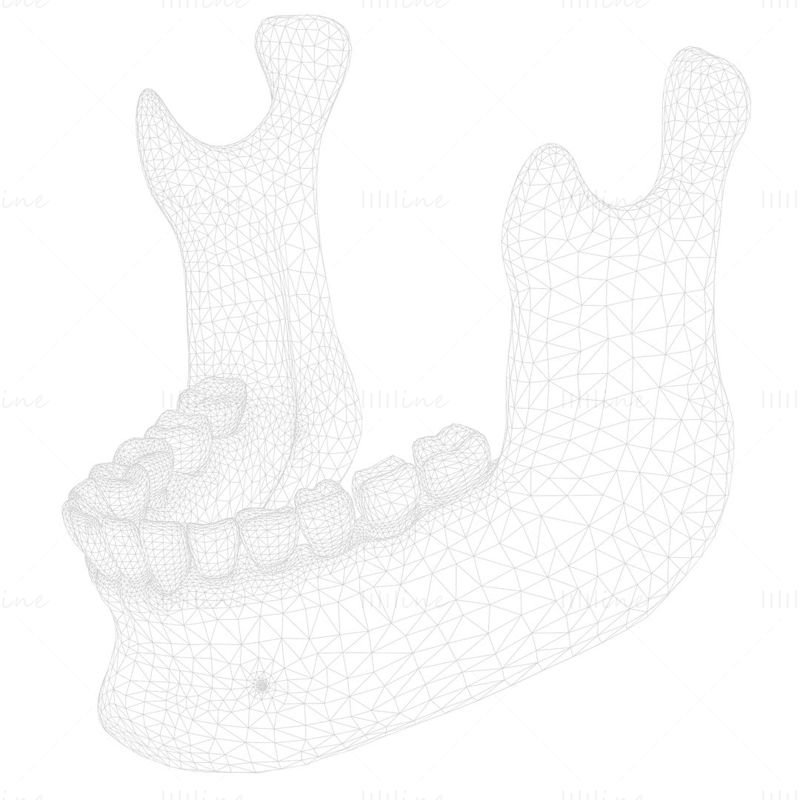 Anatomie van de menselijke kaak 3D-model