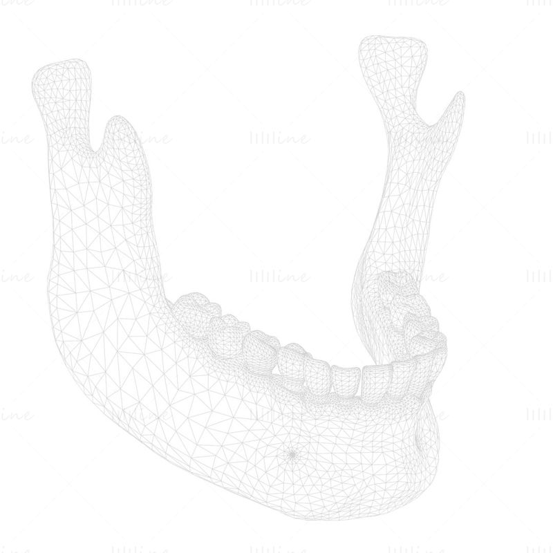 Human Jaw Anatomy 3D Model