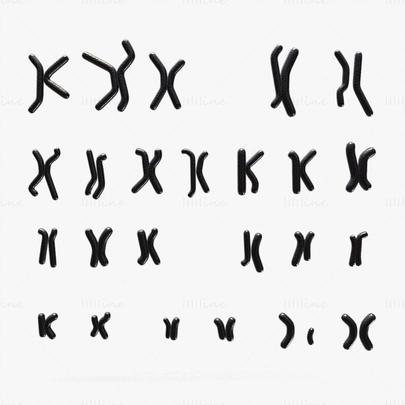 Menneskelig karyotype 3D-modell - mann og kvinne