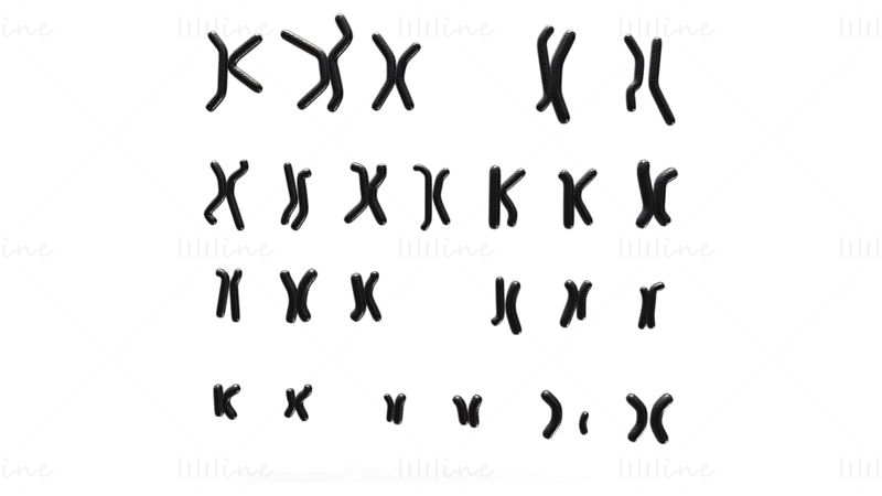 Menneskelig karyotype 3D-modell - mann og kvinne