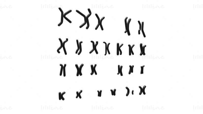 Menneskelig karyotype 3D-modell - mann og kvinne