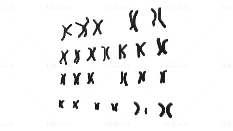 Menneskelig karyotype 3D-modell - mann og kvinne