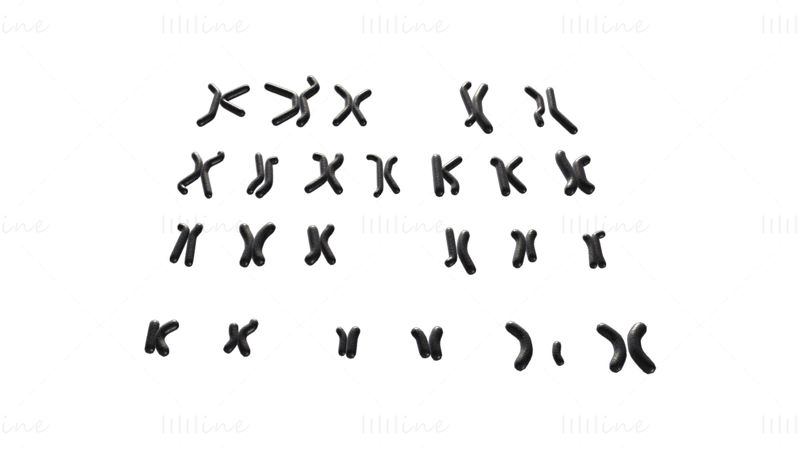 Menneskelig karyotype 3D-modell - mann og kvinne