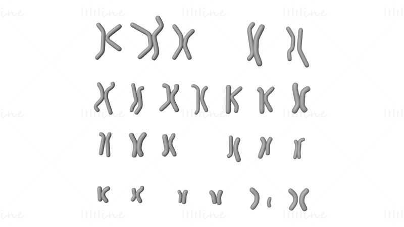 Human Karyotype 3D Model - Male and Female