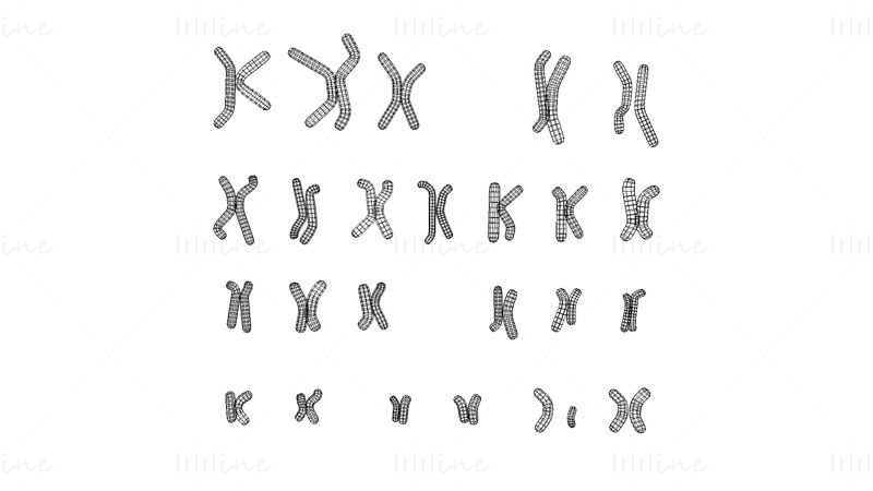 Emberi kariotípus 3D-s modell - férfi és nő