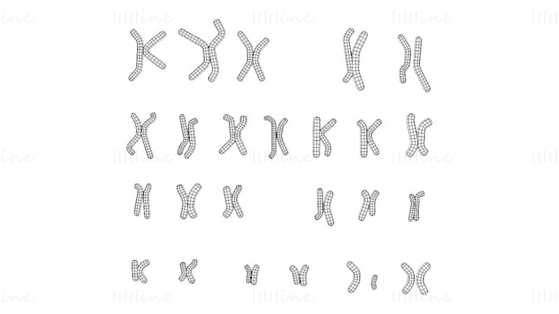 Emberi kariotípus 3D-s modell - férfi és nő