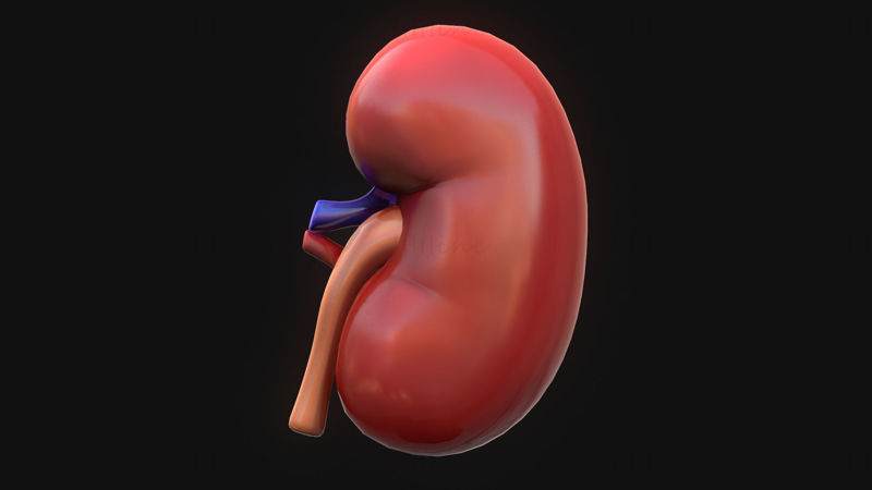 Model 3D de anatomie a rinichiului uman
