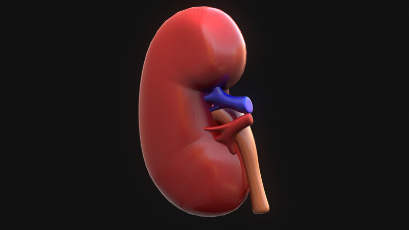 3D model anatomie lidské ledviny