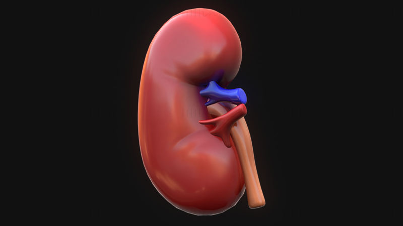 Anatomie van de menselijke nier 3D-model