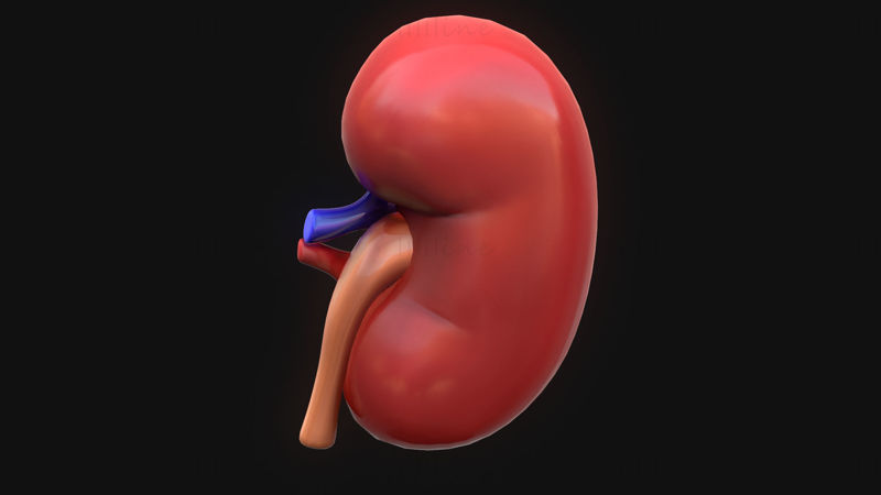 Human Kidney Anatomy 3D Model