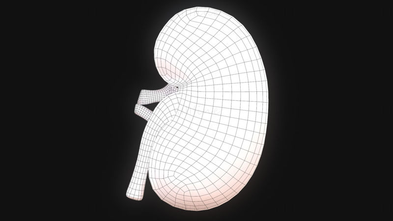 Modelo 3D de anatomía del riñón humano