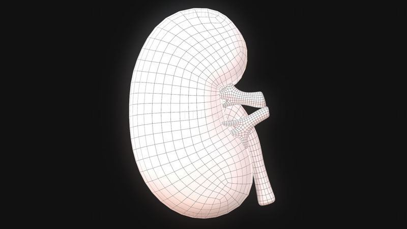 人間の腎臓の解剖学 3Dモデル