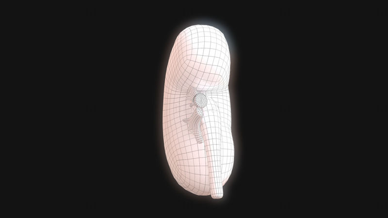 人間の腎臓の解剖学 3Dモデル