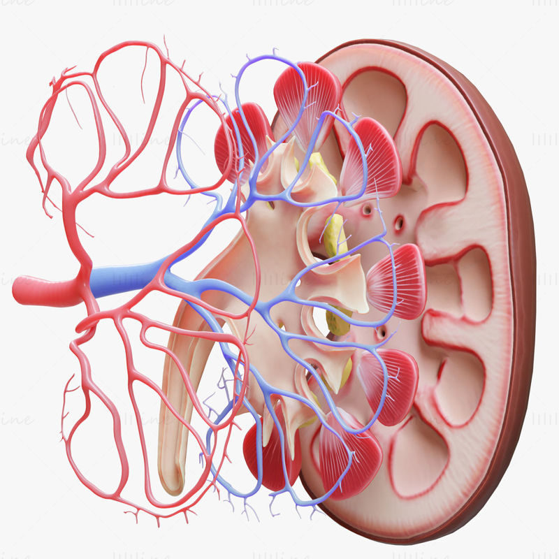 Querschnitt der menschlichen Nierenanatomie 3D-Modell