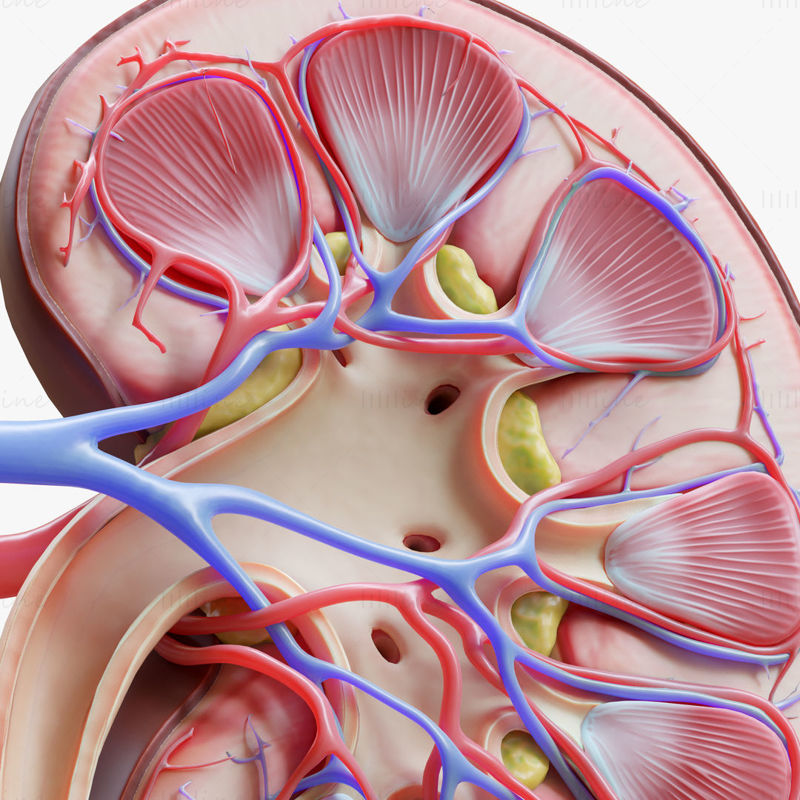 Querschnitt der menschlichen Nierenanatomie 3D-Modell