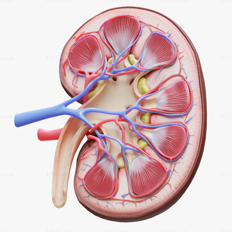 Human Kidney Anatomy Cross Section 3D Model