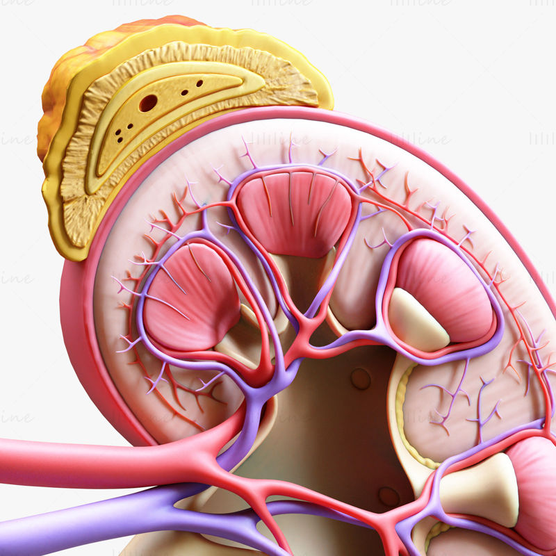 Anatomie lidské ledviny Průřez 3D modelem C4D STL OBJ 3DS FBX