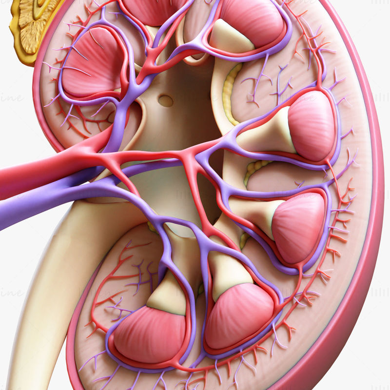 Anatomie van de menselijke nier Doorsnede 3D-model C4D STL OBJ 3DS FBX