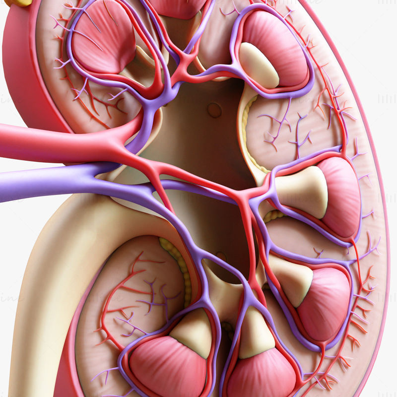 Anatomie lidské ledviny Průřez 3D modelem C4D STL OBJ 3DS FBX