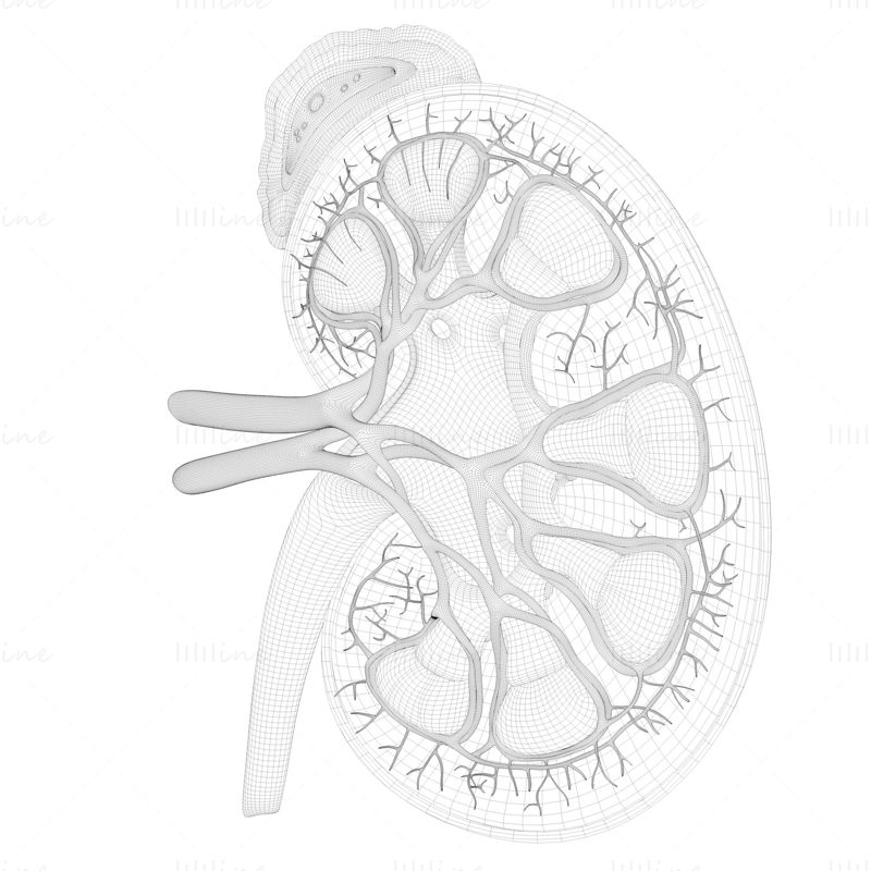 Anatomie van de menselijke nier Doorsnede 3D-model C4D STL OBJ 3DS FBX