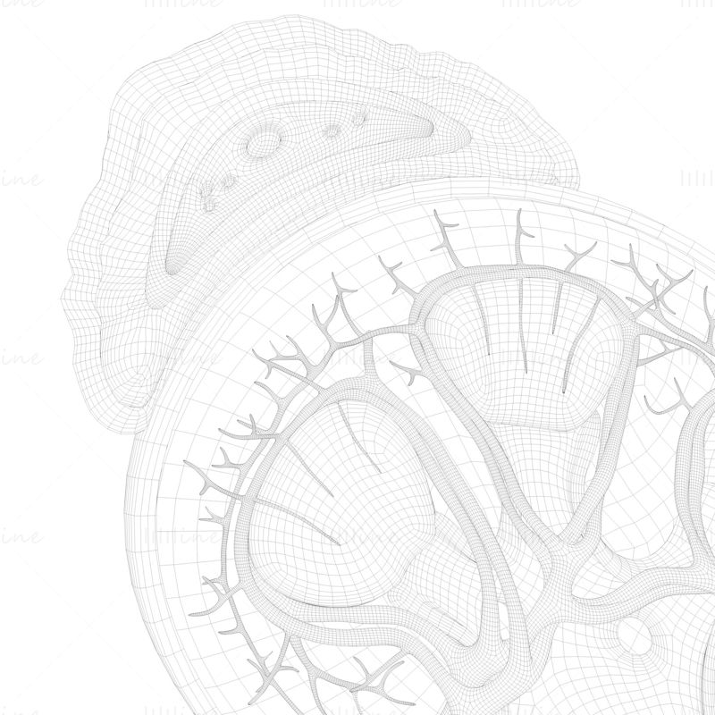 Coupe transversale de l'anatomie du rein humain modèle 3D C4D STL OBJ 3DS FBX