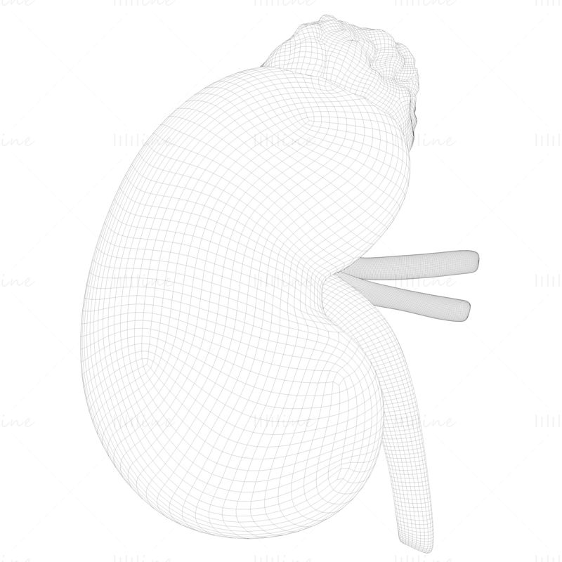 Human Kidney Anatomy Cross Section 3D Model C4D STL OBJ 3DS FBX