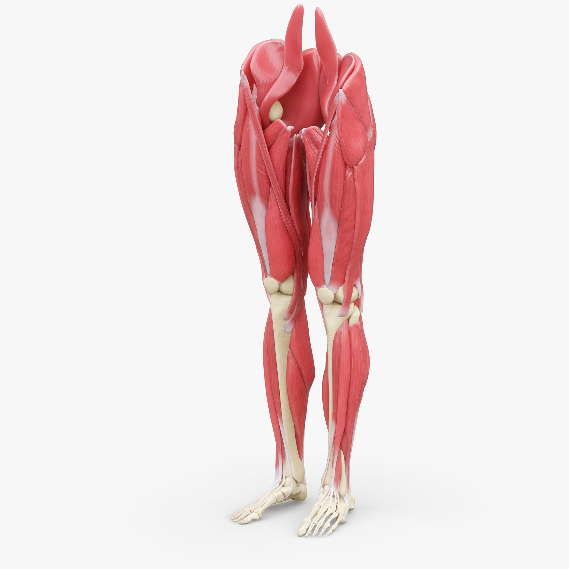 Human Legs Muscle Bone Anatomy 3D Model