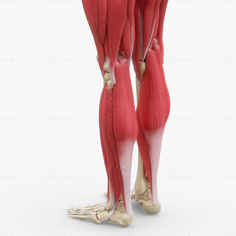 Human Legs Muscle Bone Anatomy 3D Model