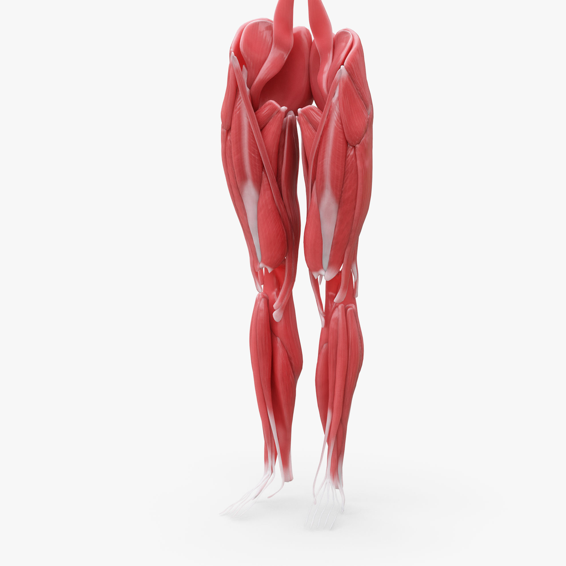 Human Legs Muscle Bone Anatomy 3D Model