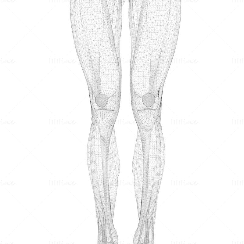 Human Legs Muscle Bone Anatomy 3D Model