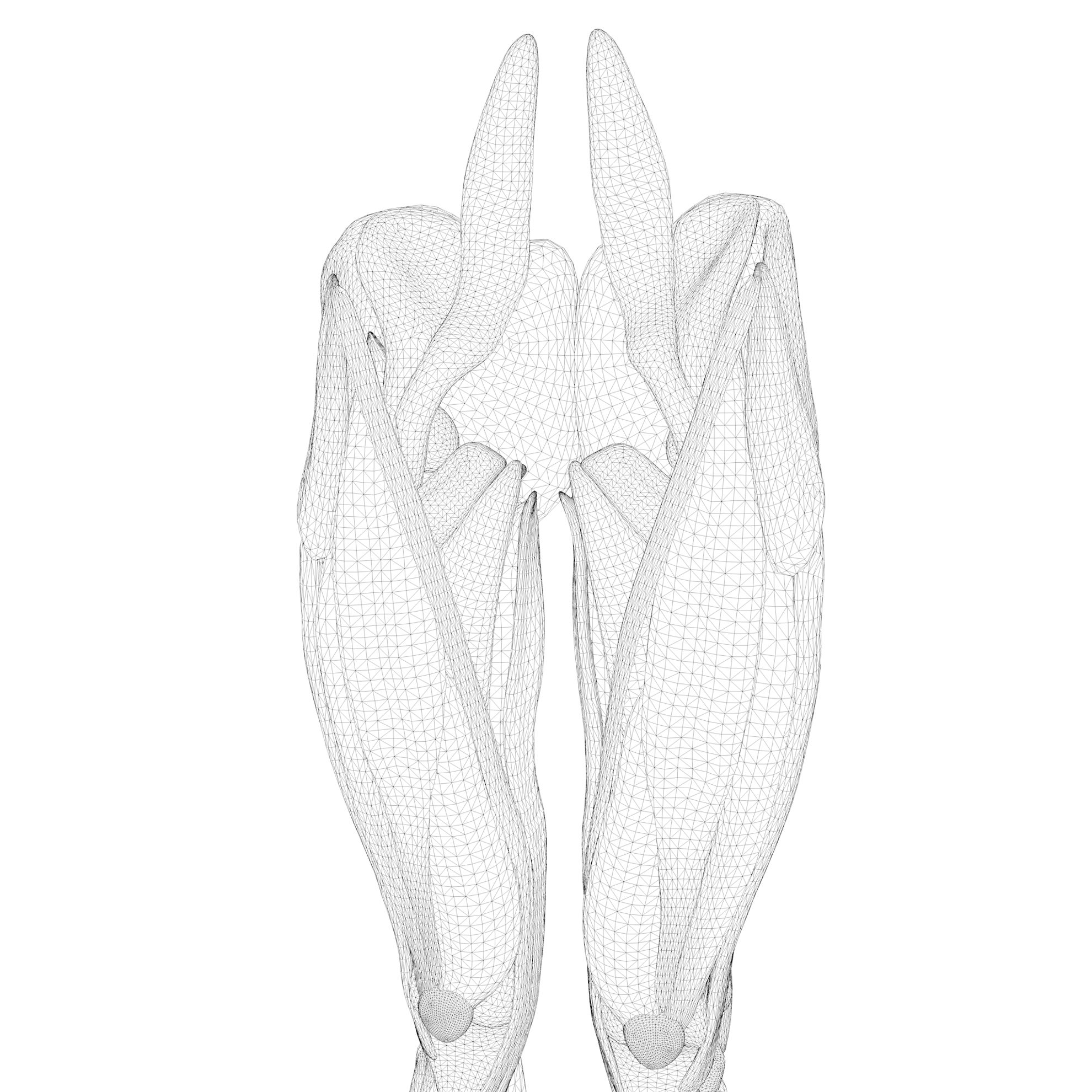 Human Legs Muscle Bone Anatomy 3D Model