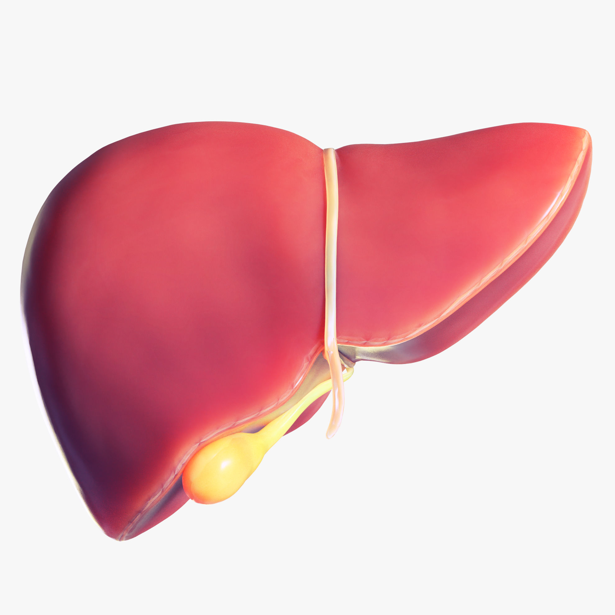 Human Liver Low polygon 3D Model Human Liver Low polygon 3D Model