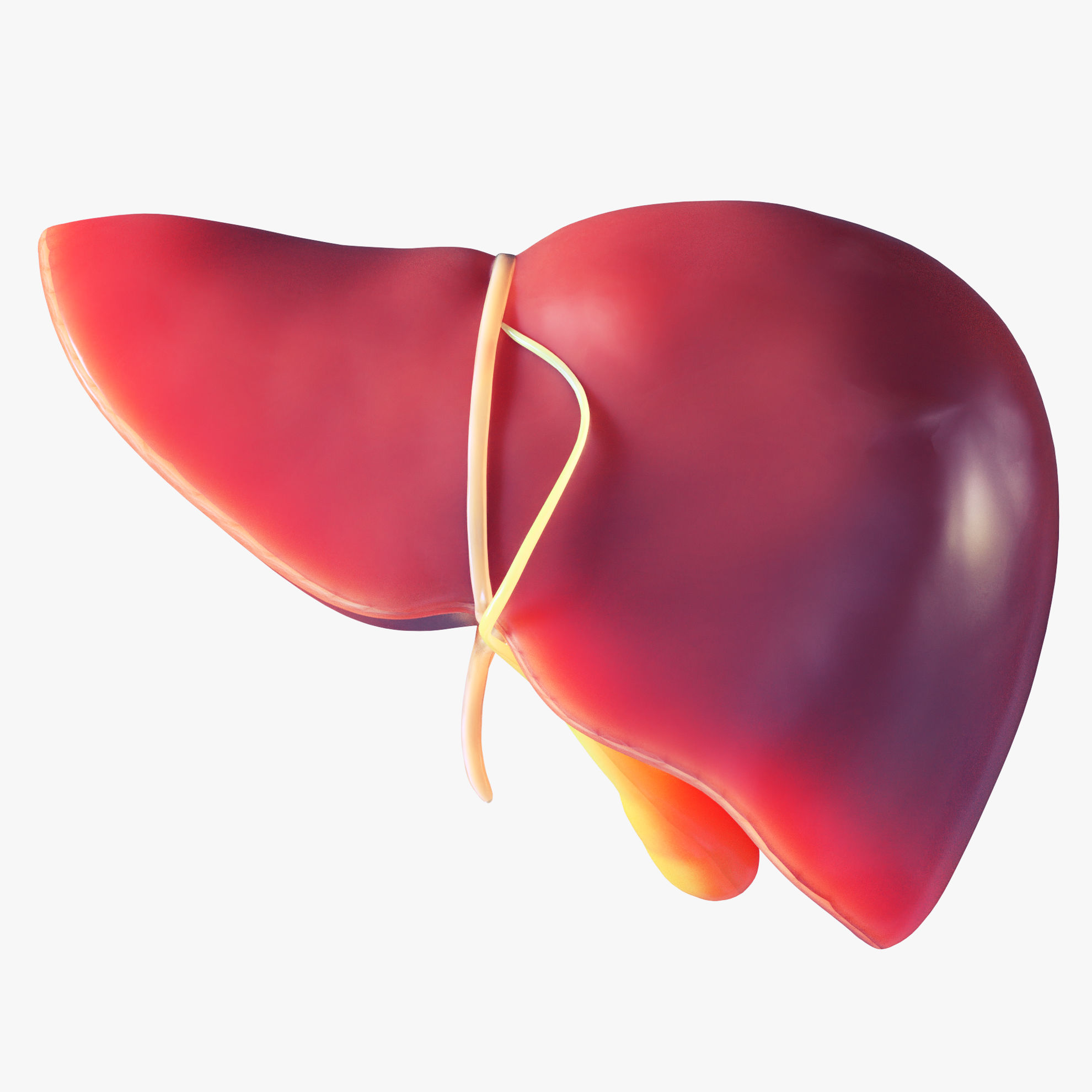 Human Liver Low-polygon 3D Model